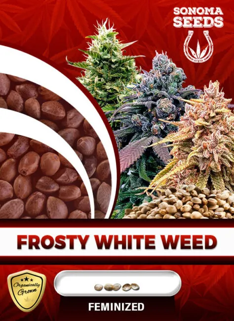 frosty-white-weed-image