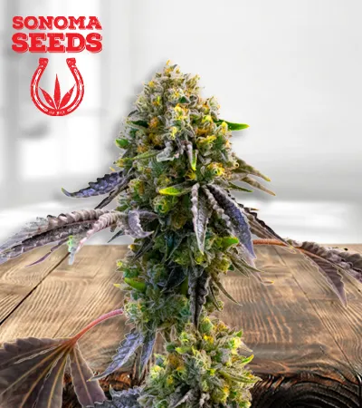 fruit-autoflowering-image