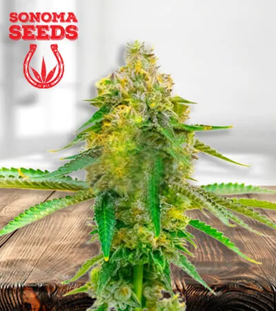 fruit-cbd-image