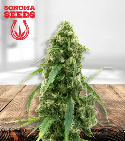 g13-autoflowering-image