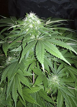 chapita-de-michoacan-image