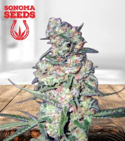galaxy-autoflowering-image
