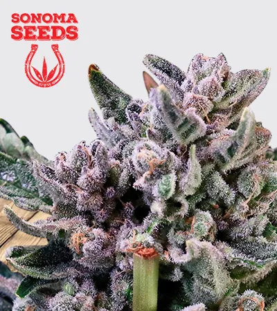 gelato-41-image