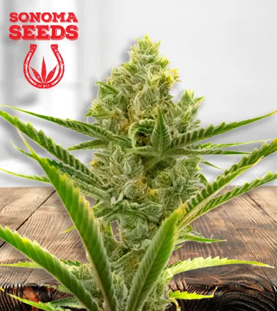 Gelato Autoflowering