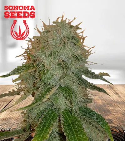 ghost-og-autoflowering-image
