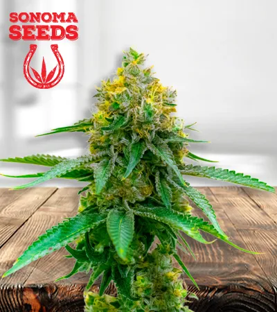 girl-scout-cookies-autoflowering-image