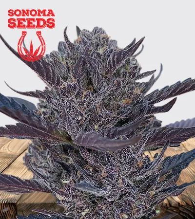 gmo-8-autoflowering-image