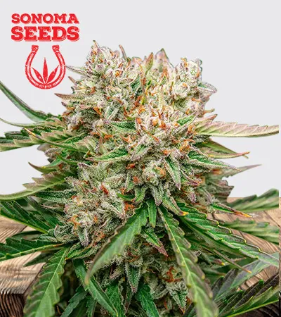 gmo-og-autoflowering-image