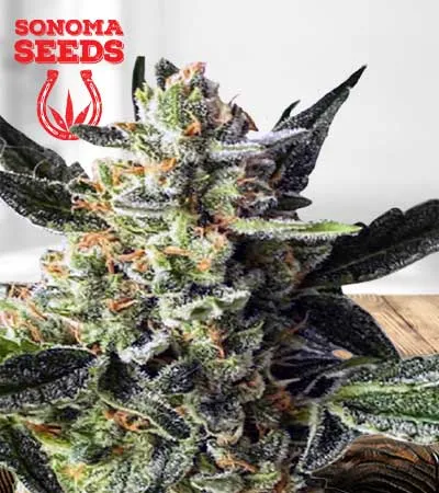 gorilla-cake-autoflowering-image