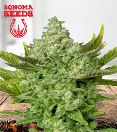 Gorilla Cookies Autoflowering