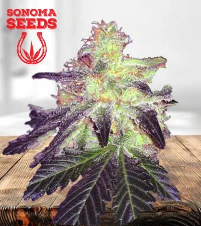 gorilla-crush-regular-marijauna-image