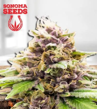 Grandaddy Purple Autoflowering