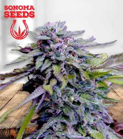 granddaddy-purple-image