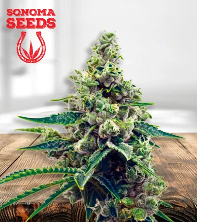 grapefruit-autoflowering-image