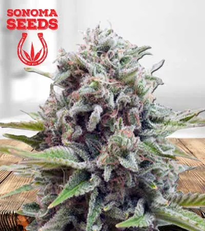 gravity-autoflowering-image