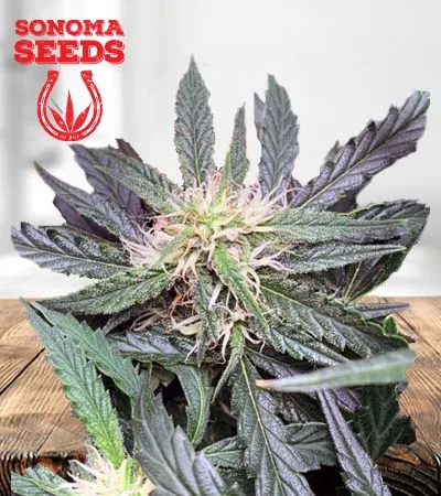 grease-gun-autoflowering-image