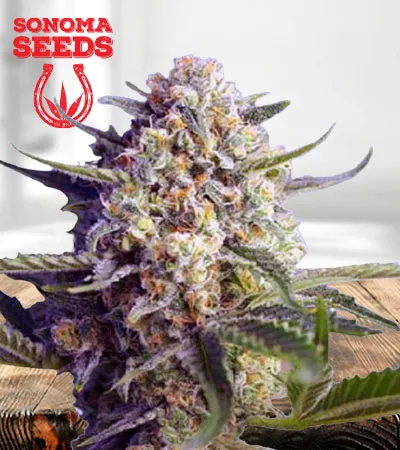green-dream-autoflowering-image