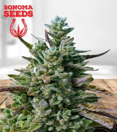 Guava Kush Autoflowering