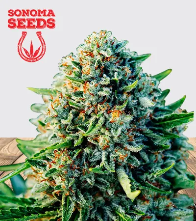gummibears-autoflowering-image