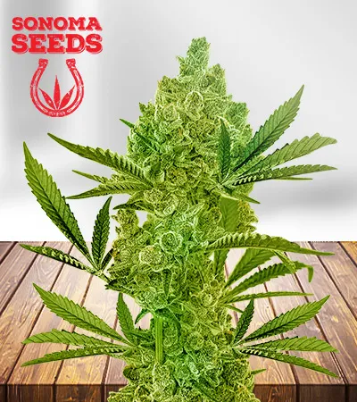 Gushers Feminized Fast Version