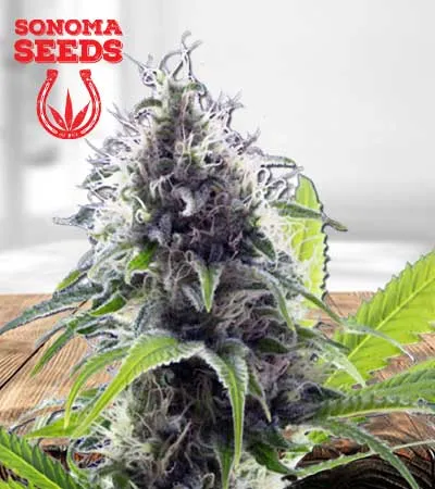 Hawaiian Fire Autoflowering