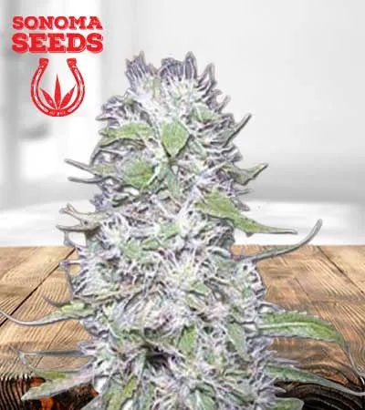 Hawaiian Skunk Autoflowering