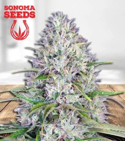 Haze Autoflowering
