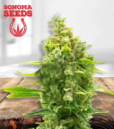 haze-cbd-autoflower-image