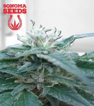 hemlock-autoflowering-image