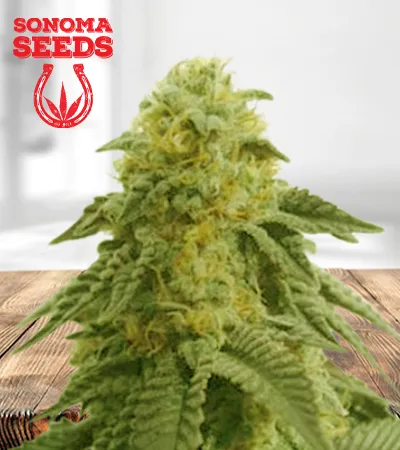 hippie-crippler-autoflowering-image