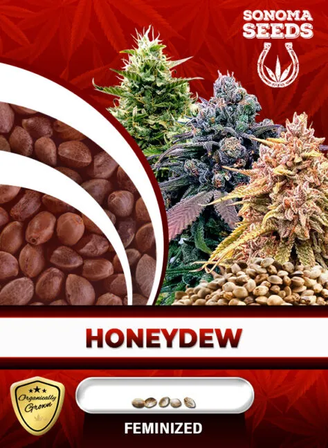 honeydew-image