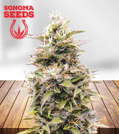 intergarlactic-budder-image