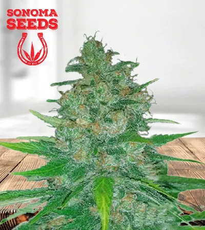 island-sweet-skunk-autoflowering-image