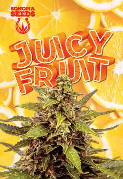 Juicy Fruit Autoflowering