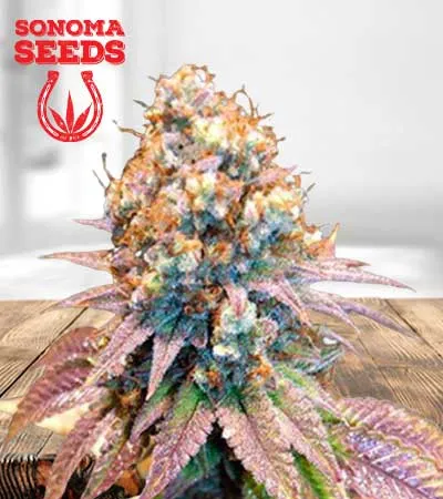 jungle-juice-autoflowering-image