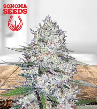 kali-girl-autoflowering-image