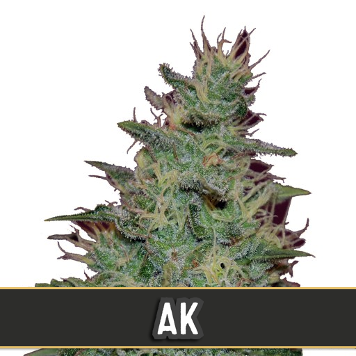 ak-auto-image