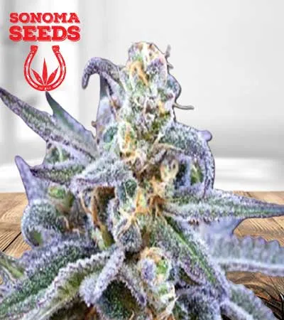 killer-blue-autoflowering-image