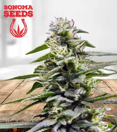 King’s Bread Autoflowering