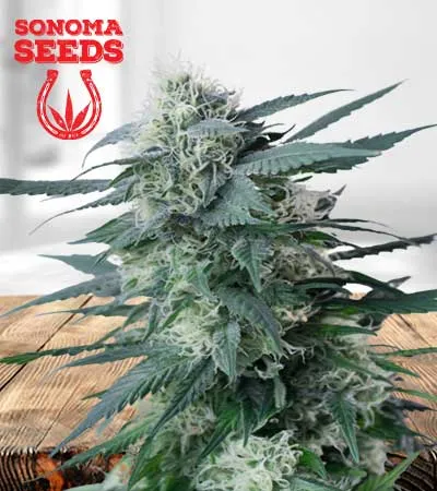 King’s Kush