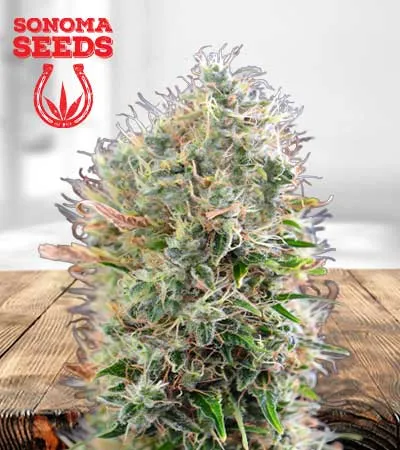 King’s Kush Autoflowering