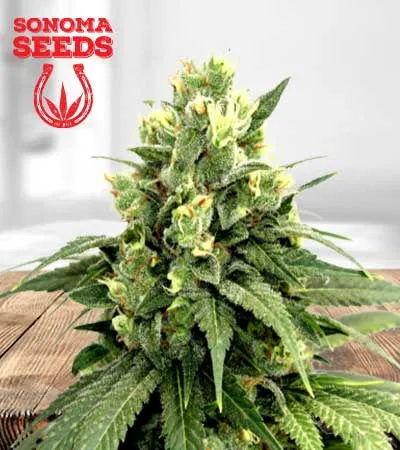 Kosher Cookies