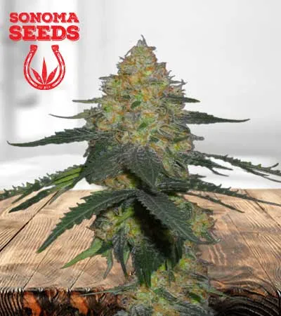 kryptonite-autoflowering-image