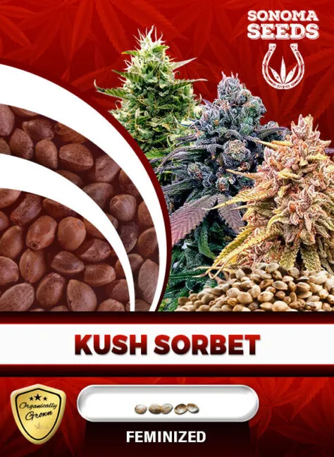 kush-sorbet-image
