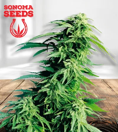 kush-xl-autoflowering-image