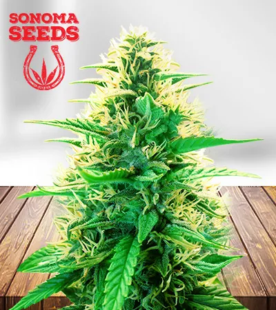 La Kush Cake Autoflowering Femiinized