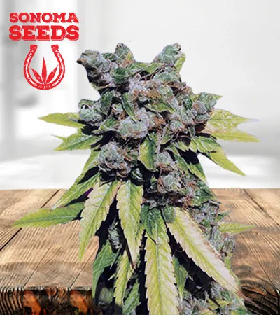 lambs-breath-autoflowering-image