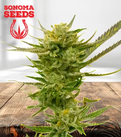 lemon-autoflowering-image