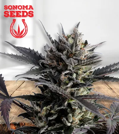 lemon-haze-autoflowering-image