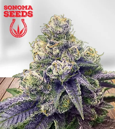 Lilac Diesel Autoflowering